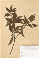 藏品(薯豆)的圖片